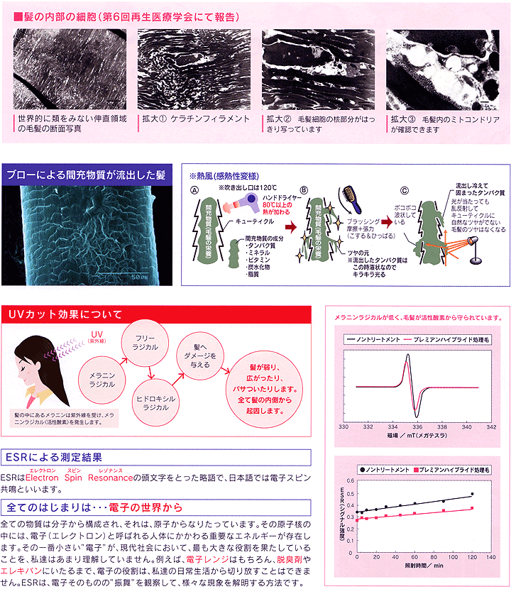 髪の内部の細胞